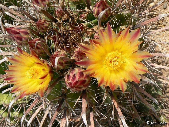 Ferocactus herrerae ex horridus 9P1100820